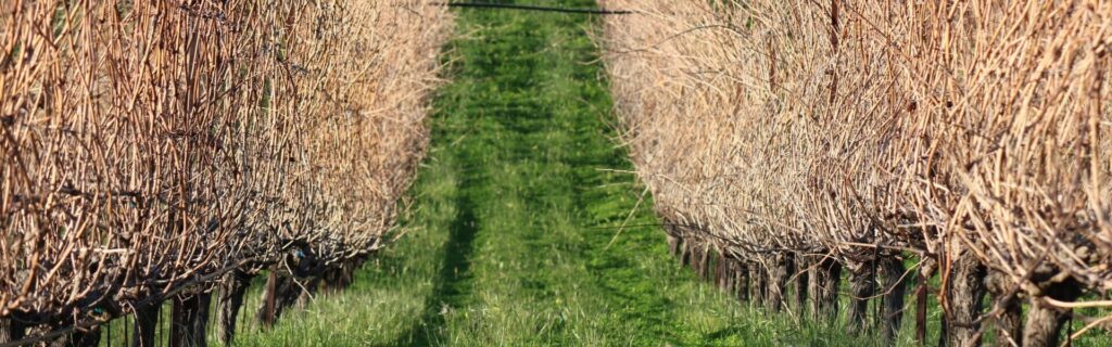 autumn-vineyards-crete-1